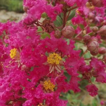 红火箭紫薇2~4cm1.5~2米1~2米
