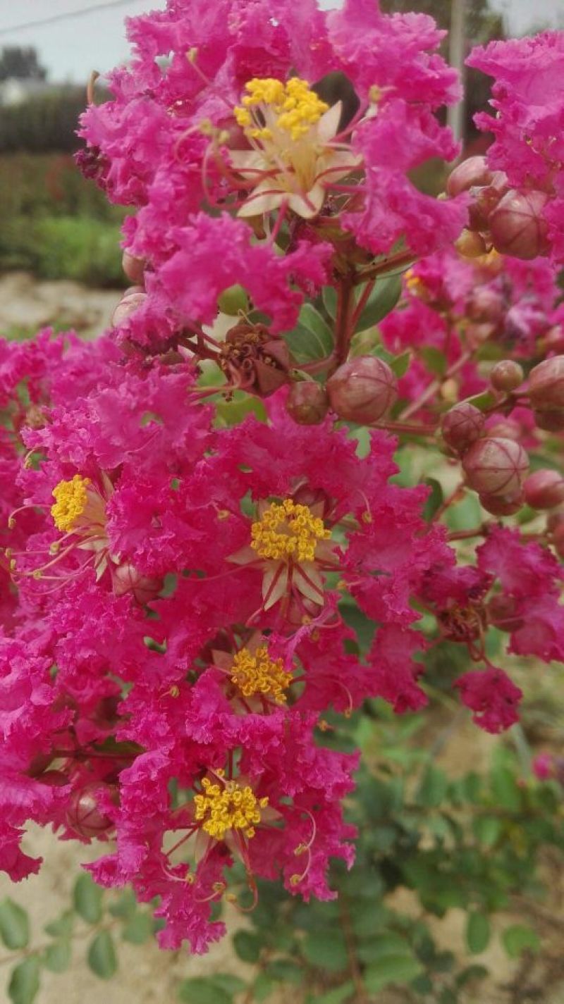 红火箭紫薇2~4cm1.5~2米1~2米