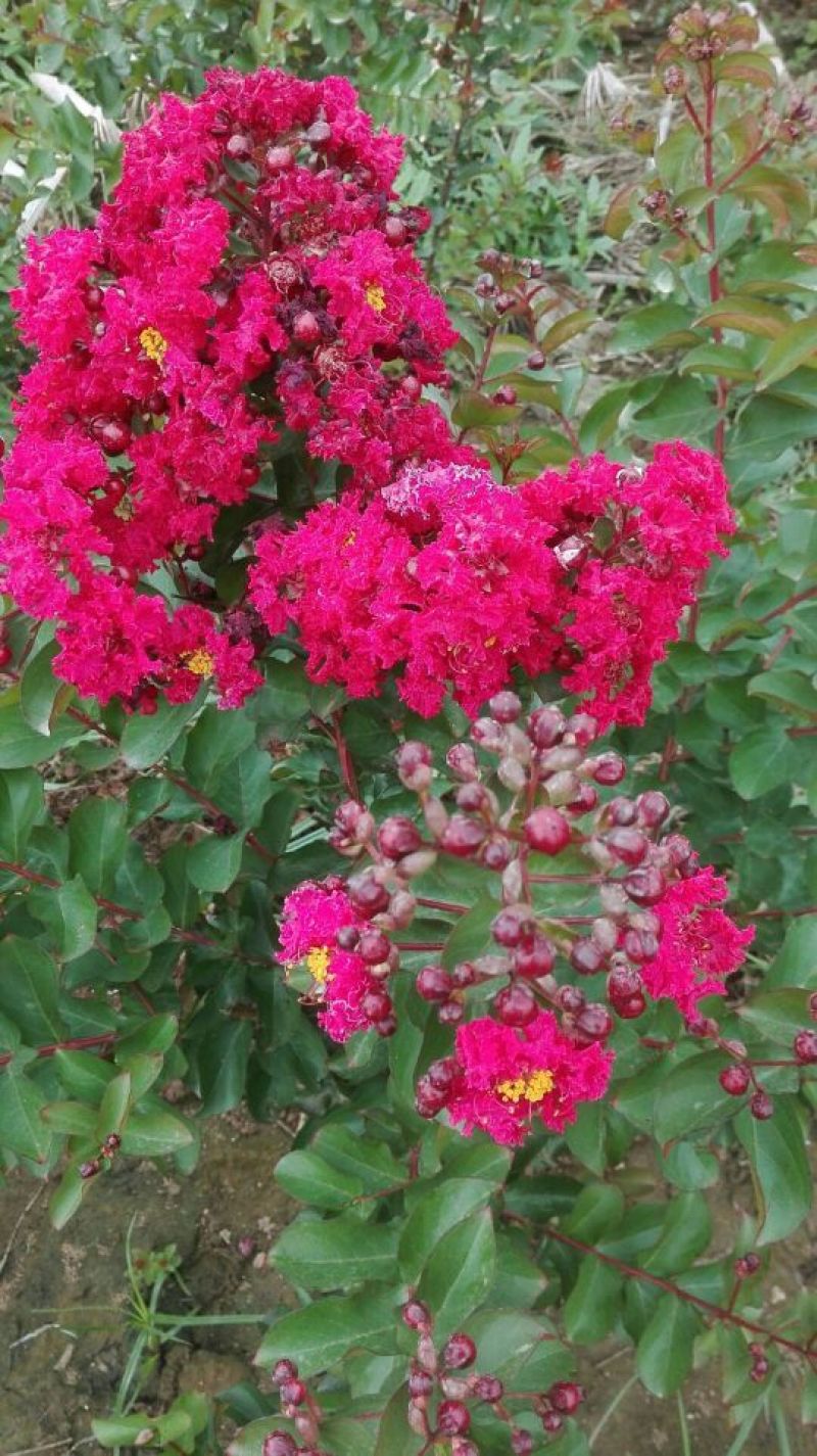 红火箭紫薇2~4cm1.5~2米1~2米