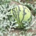 8424西瓜7斤打底8成熟1茬