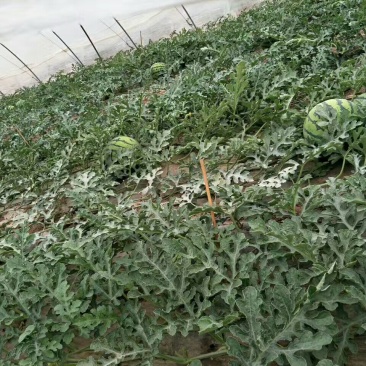 8424西瓜7斤打底8成熟1茬