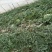 8424西瓜7斤打底8成熟1茬