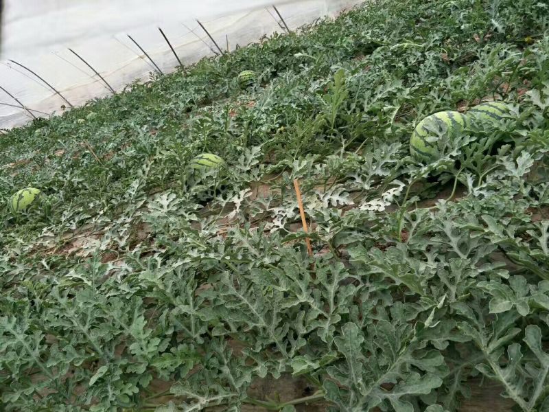 8424西瓜7斤打底8成熟1茬