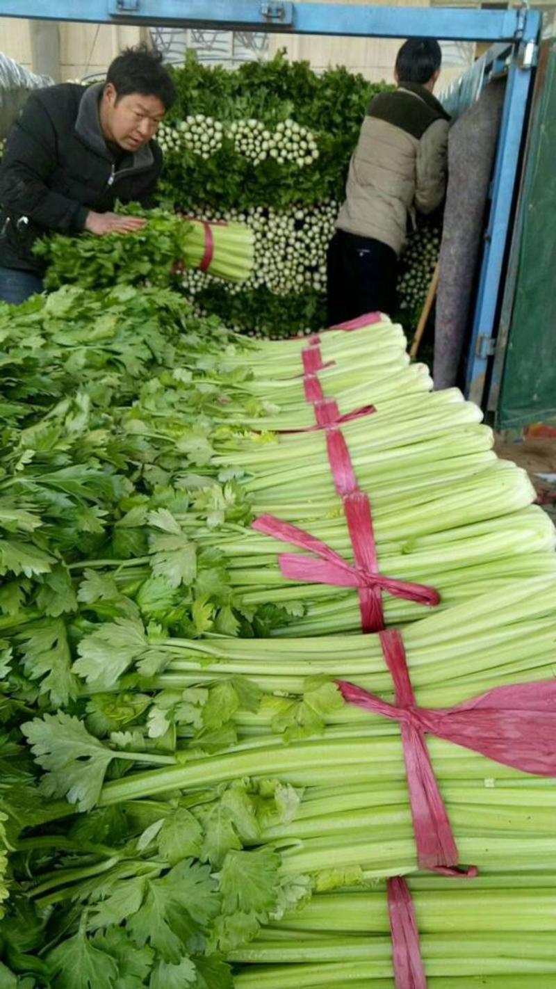【精品】芹菜，河北邯郸产地直供全国市场，价格公道诚信为本