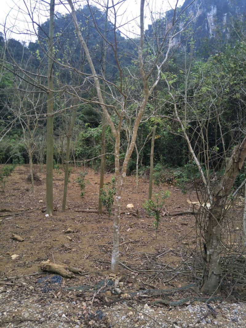 黄花梨树4m以上