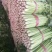【精品】芹菜，河北邯郸产地直供全国市场，价格公道诚信为本