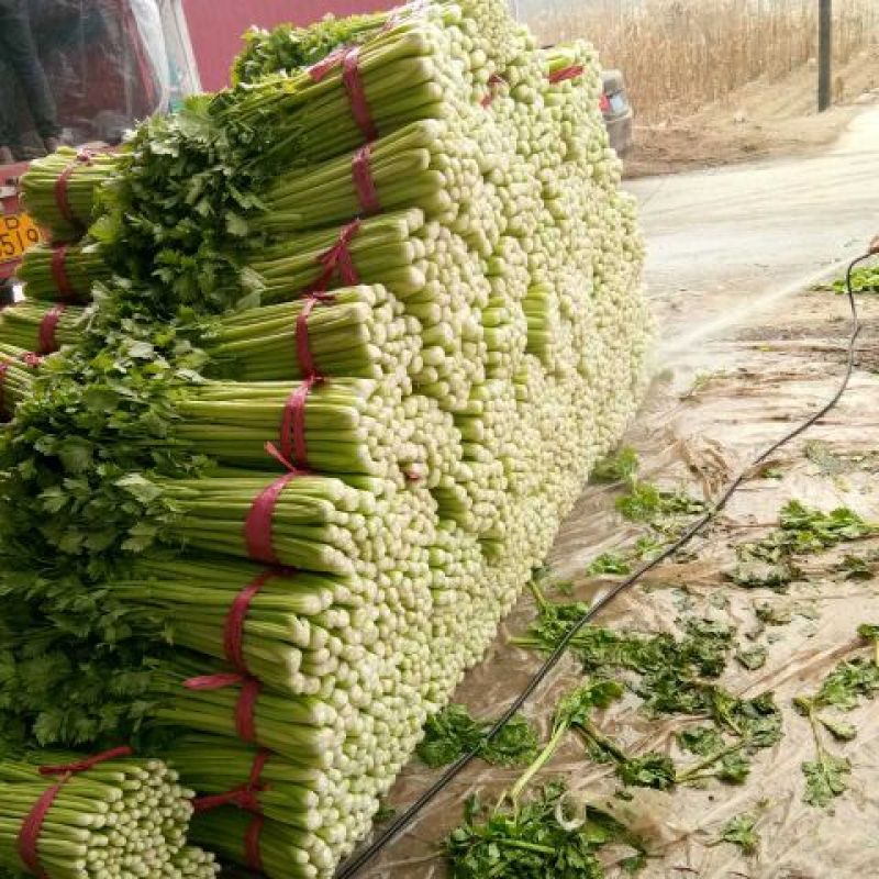 【精品】芹菜，河北邯郸产地直供全国市场，价格公道诚信为本