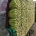 【精品】芹菜，河北邯郸产地直供全国市场，价格公道诚信为本