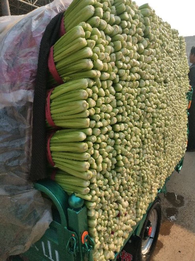 【精品】芹菜，河北邯郸产地直供全国市场，价格公道诚信为本