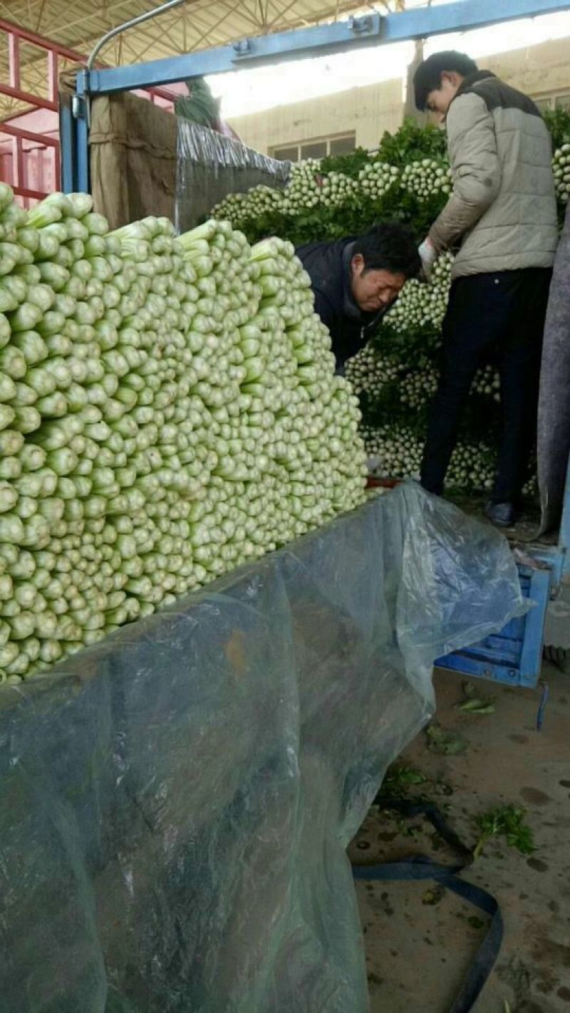 【精品】芹菜，河北邯郸产地直供全国市场，价格公道诚信为本