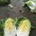 兰陵县黄心白菜无干边，更无烧心，包质量