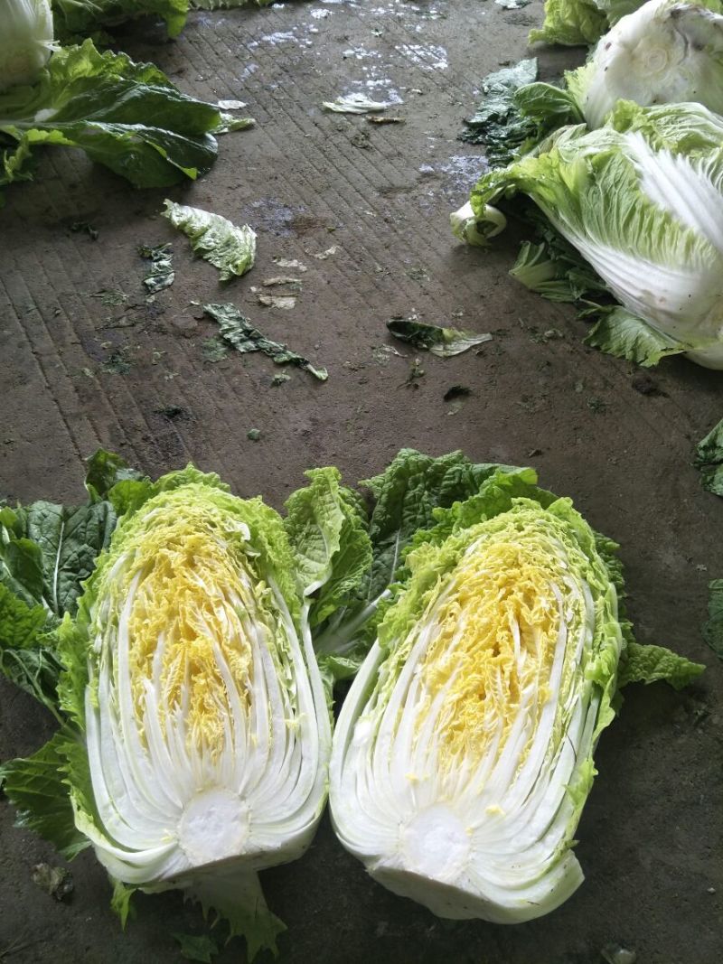 兰陵县黄心白菜无干边，更无烧心，包质量