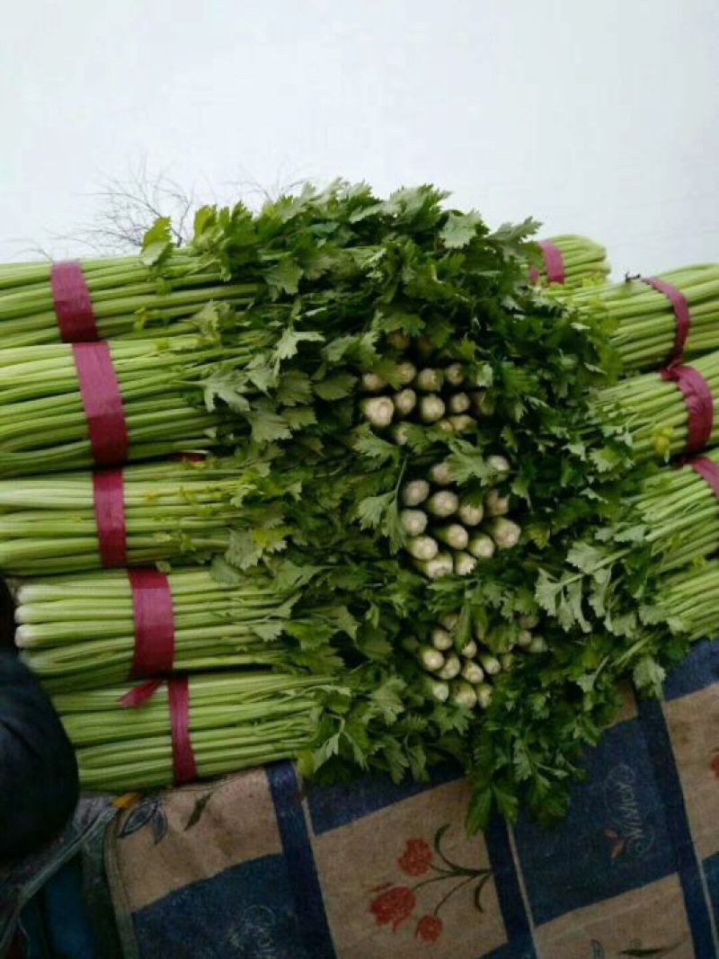 【精品】芹菜，河北邯郸产地直供全国市场，价格公道诚信为本
