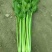 【精品】芹菜，河北邯郸产地直供全国市场，价格公道诚信为本