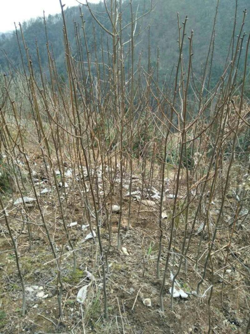 珙桐树苗1~1.5m