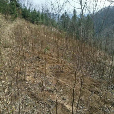 珙桐树苗1~1.5m