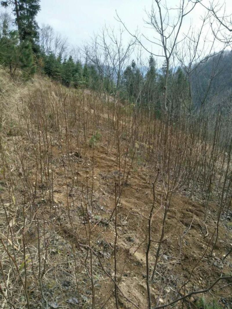 珙桐树苗1~1.5m