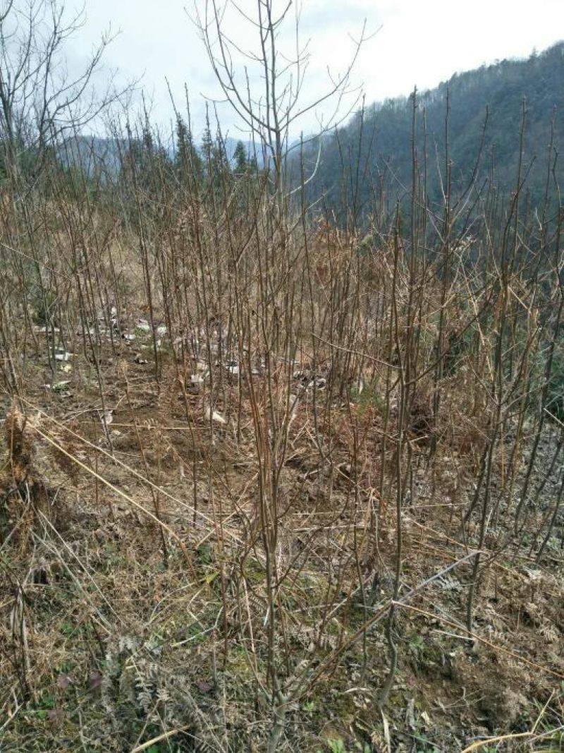 珙桐树苗1~1.5m