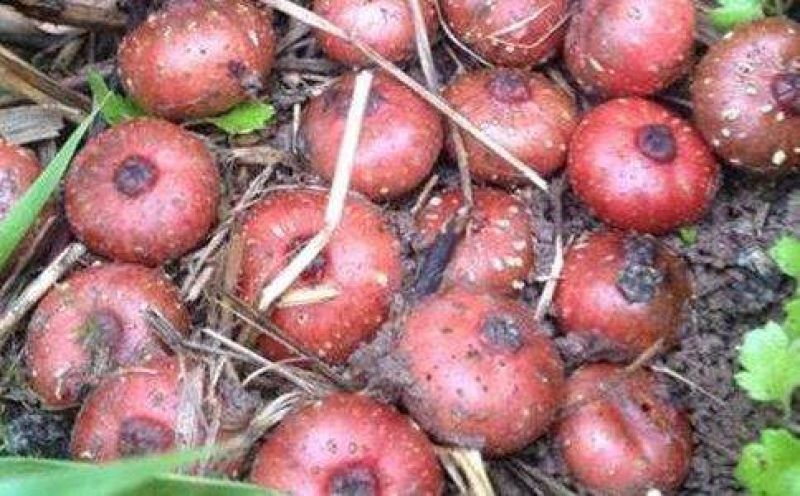 野地瓜地琵笆地石榴果树苗野果绿化植物