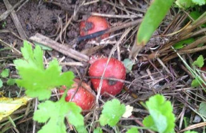 野地瓜地琵笆地石榴果树苗野果绿化植物