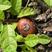 野地瓜地琵笆地石榴果树苗野果绿化植物