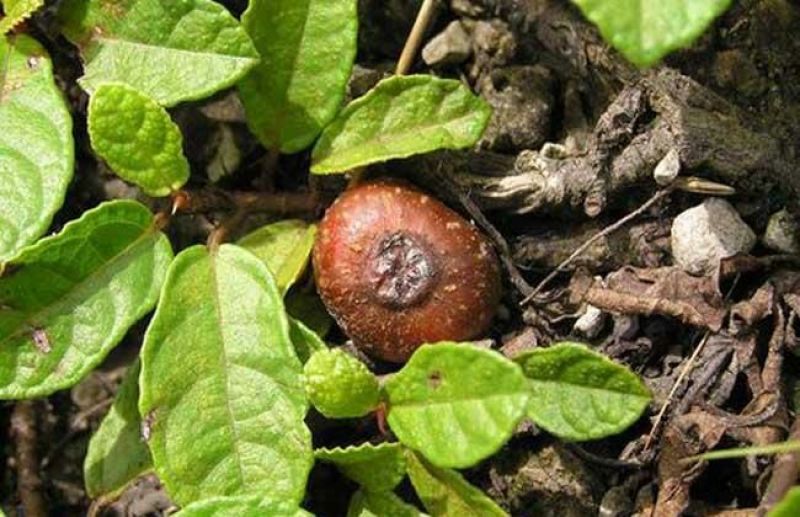 野地瓜地琵笆地石榴果树苗野果绿化植物