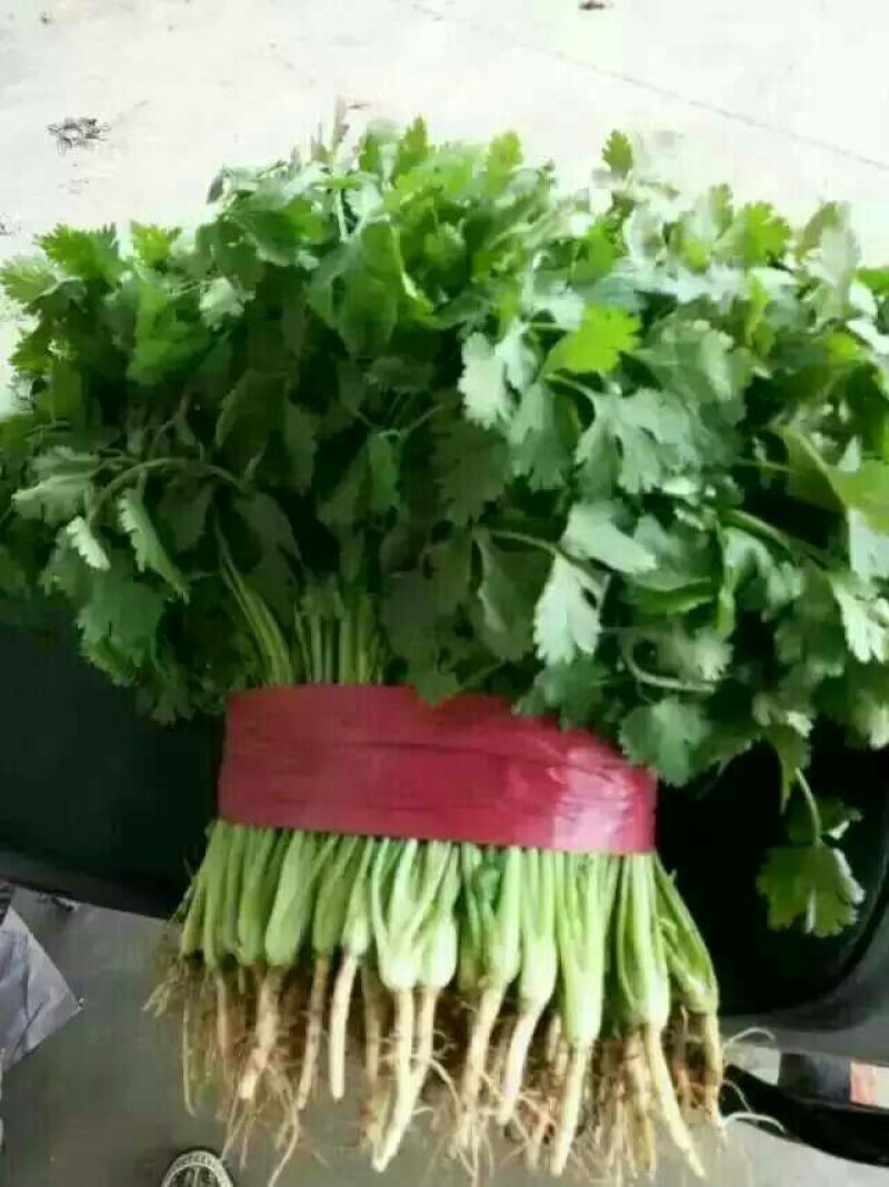 大叶香菜30-40厘米