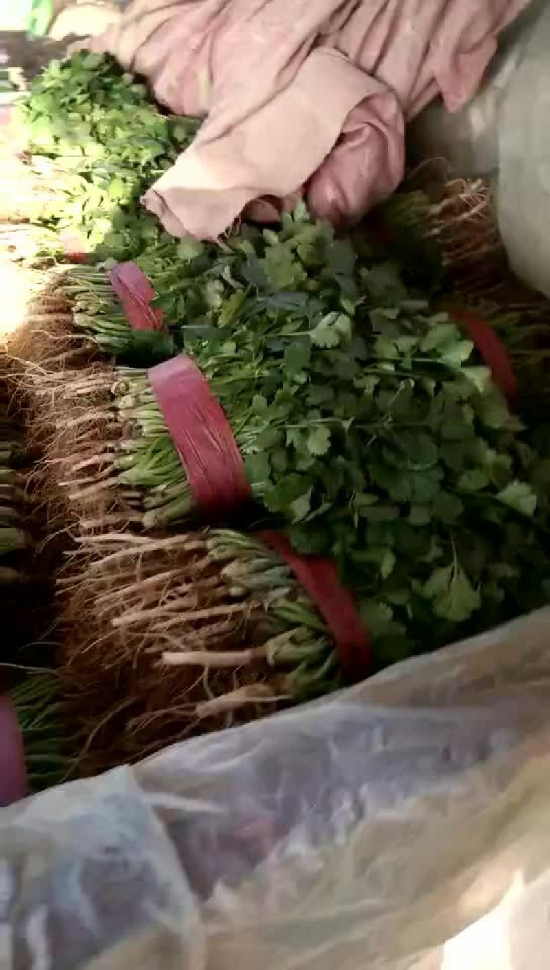 大叶香菜30-40厘米