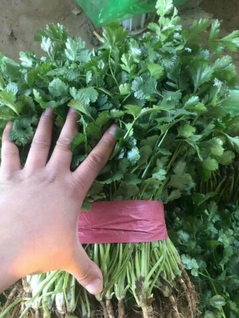大叶香菜30-40厘米