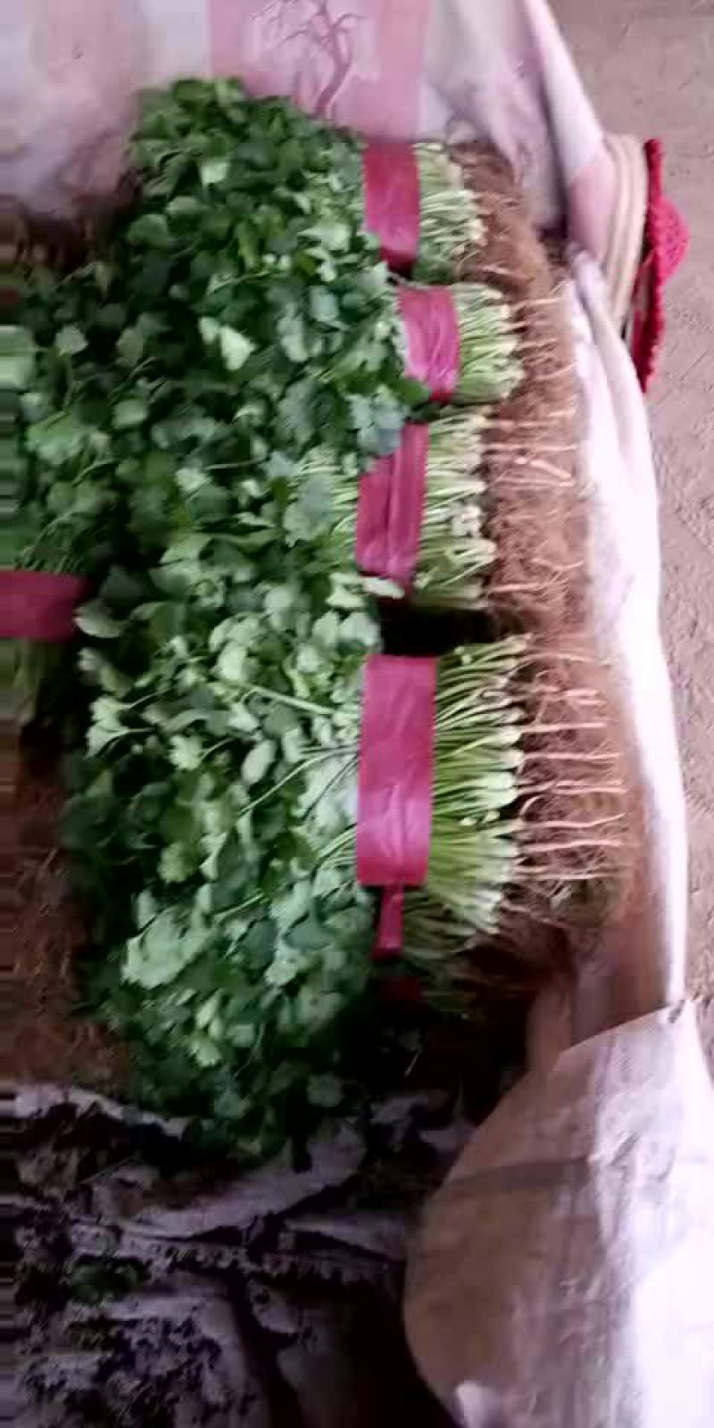 大叶香菜30-40厘米