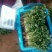大叶香菜30-40厘米