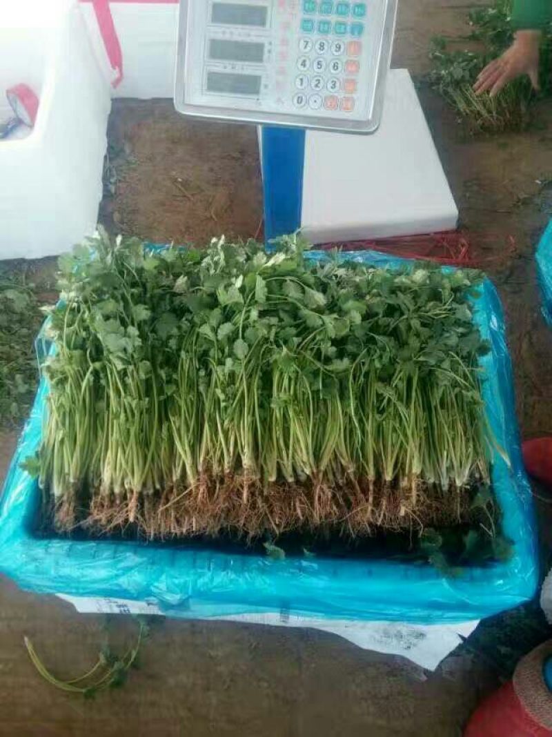 大叶香菜30-40厘米