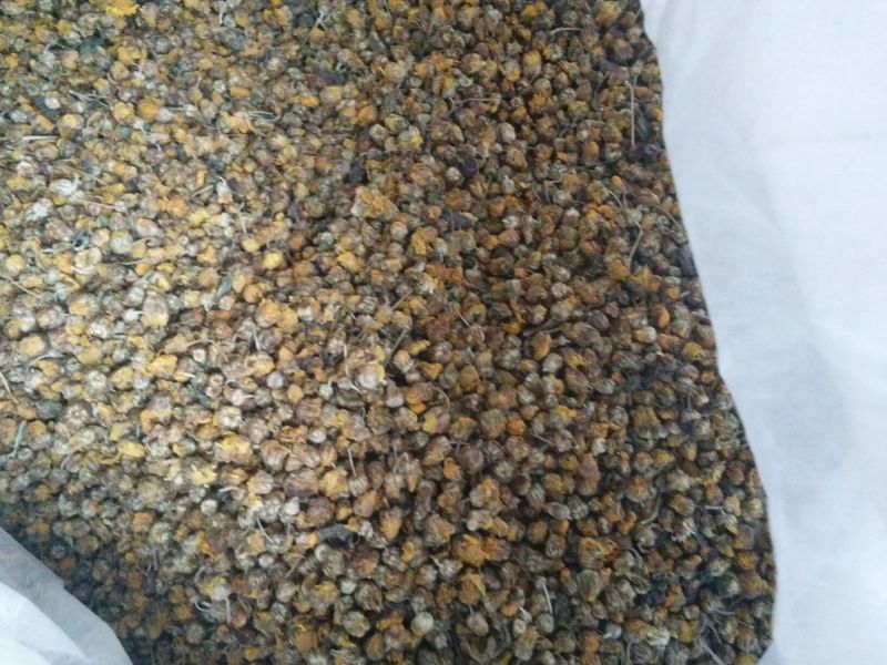 野菊花散装，纯颗粒过筛货，过三道筛好颗粒货