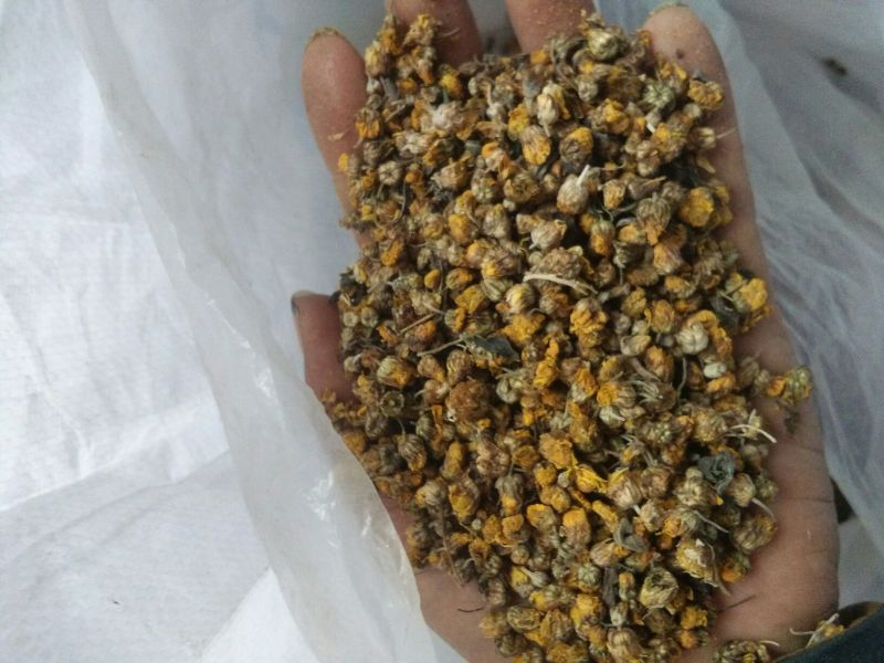 野菊花散装，纯颗粒过筛货，过三道筛好颗粒货