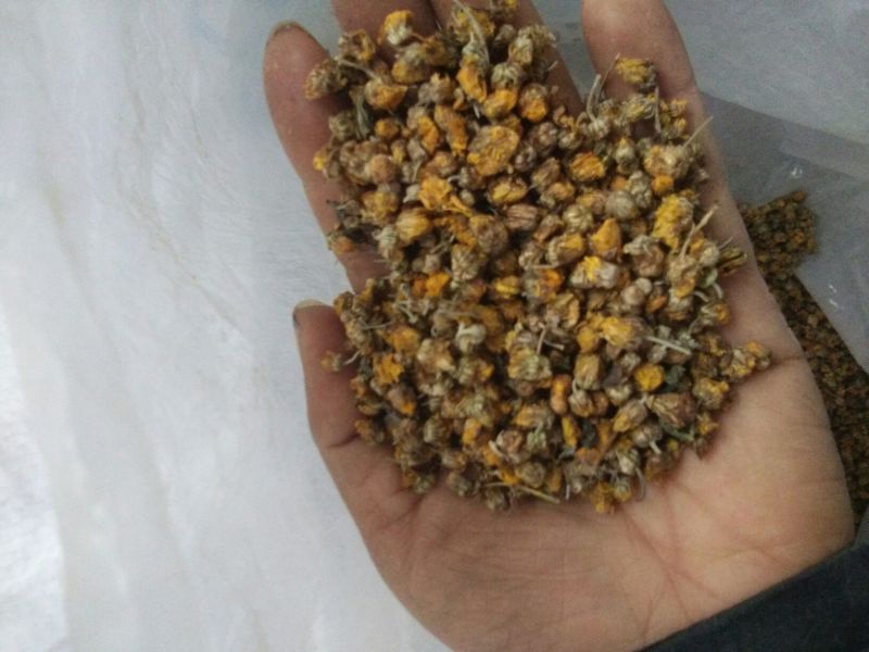 野菊花散装，纯颗粒过筛货，过三道筛好颗粒货