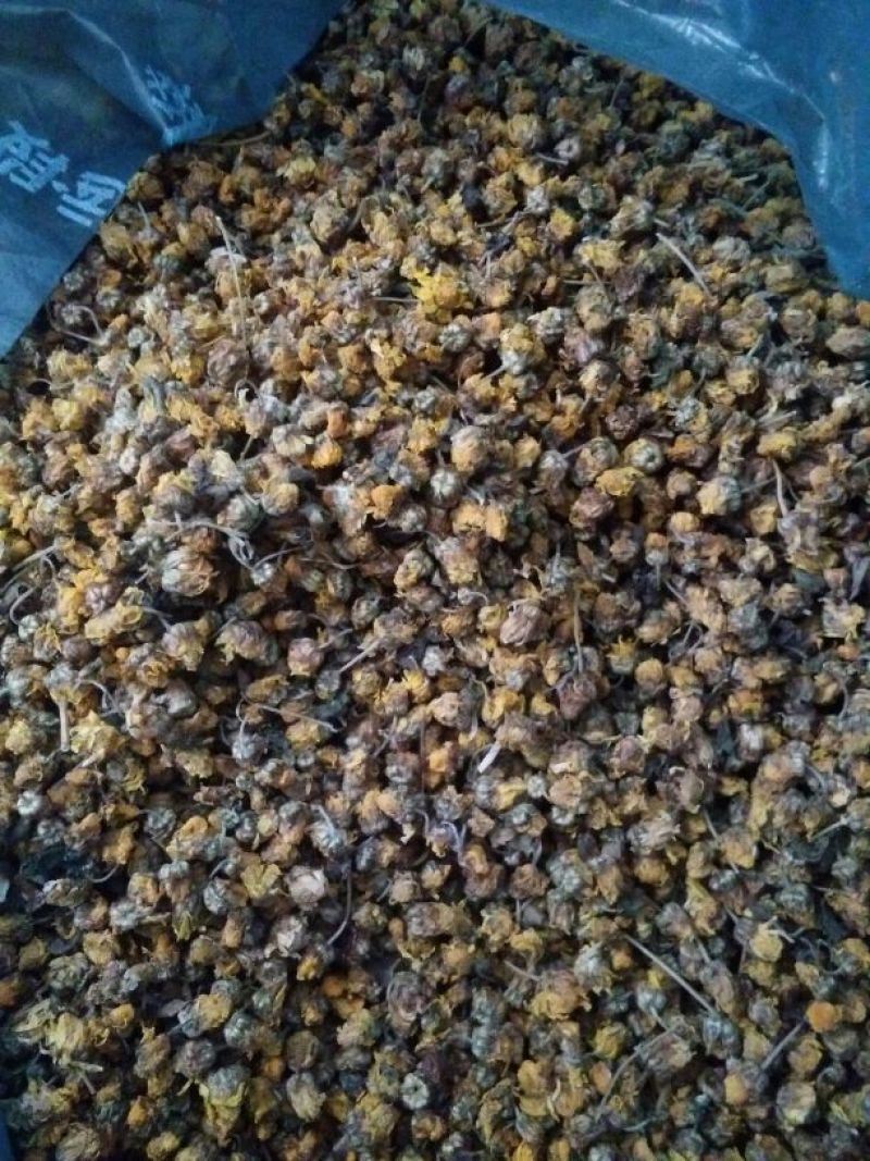 野菊花散装，纯颗粒过筛货，过三道筛好颗粒货