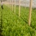 油麦菜25~30cm以上