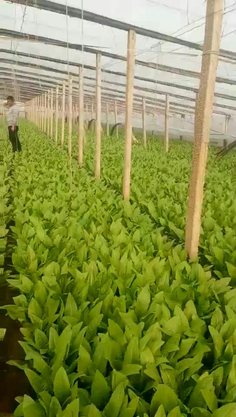 油麦菜25~30cm以上