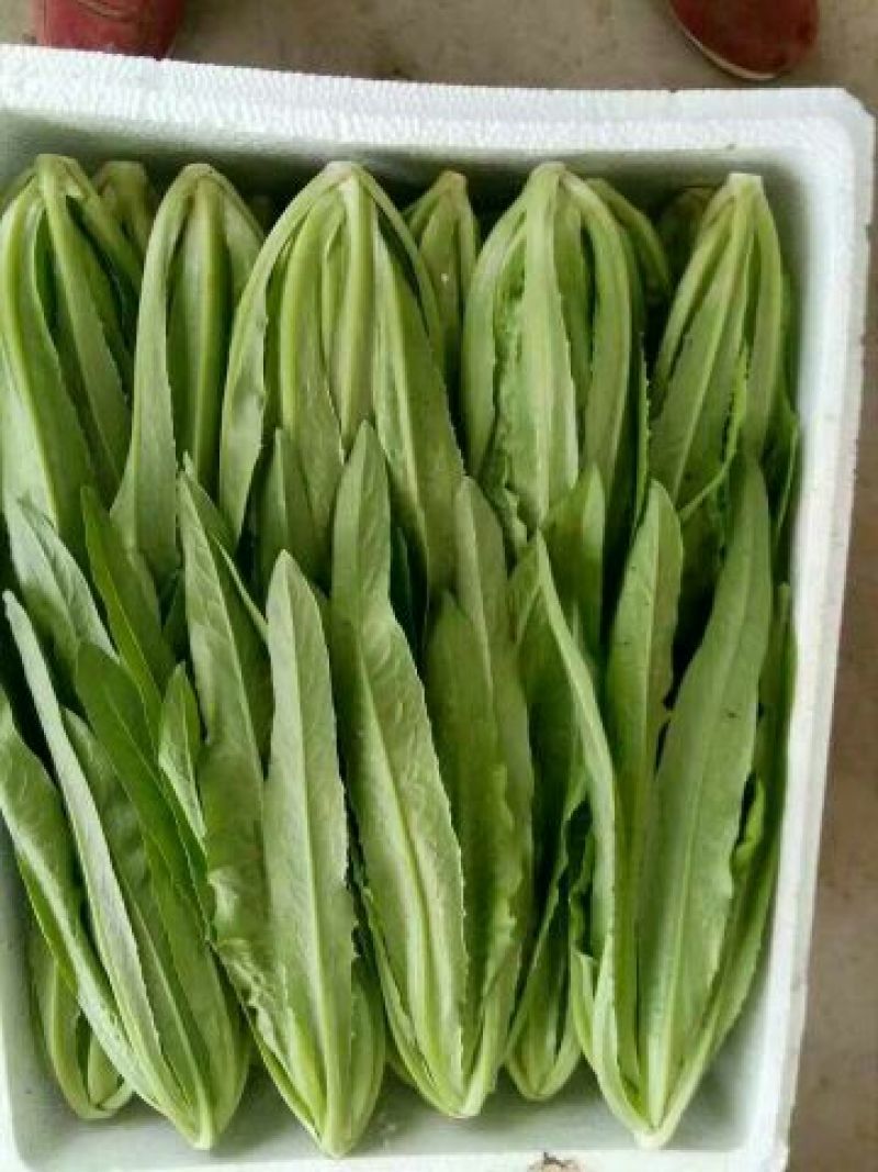 油麦菜25~30cm以上