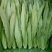油麦菜25~30cm以上