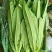 油麦菜25~30cm以上