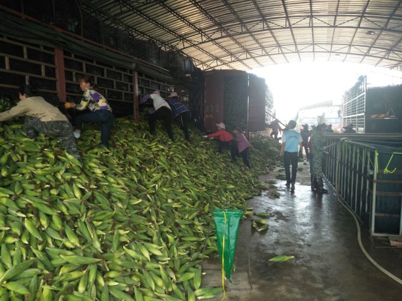 徐闻县水果玉米，(市场货)，(电商货)