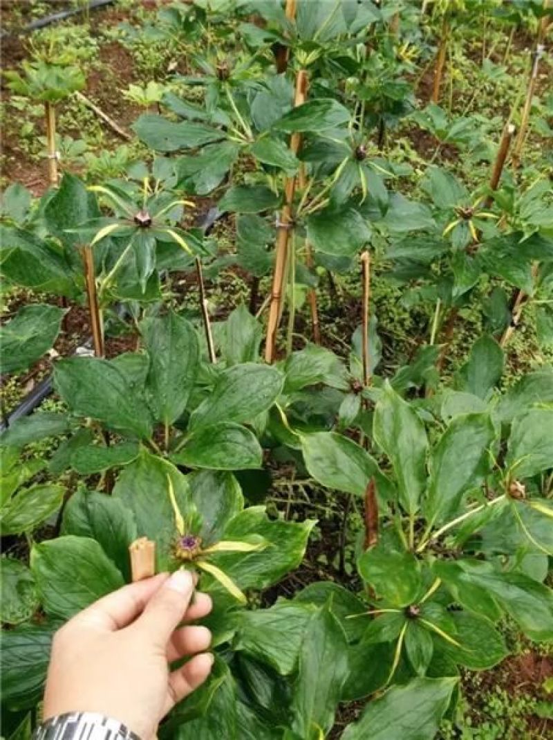 重楼鲜货统个