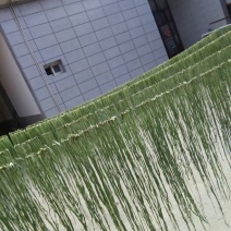 贡菜干贡菜云南贡菜笋干自产自销日产现货两百公斤