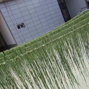 贡菜干贡菜云南贡菜笋干自产自销日产现货两百公斤