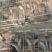 杂交野兔种兔3~5斤