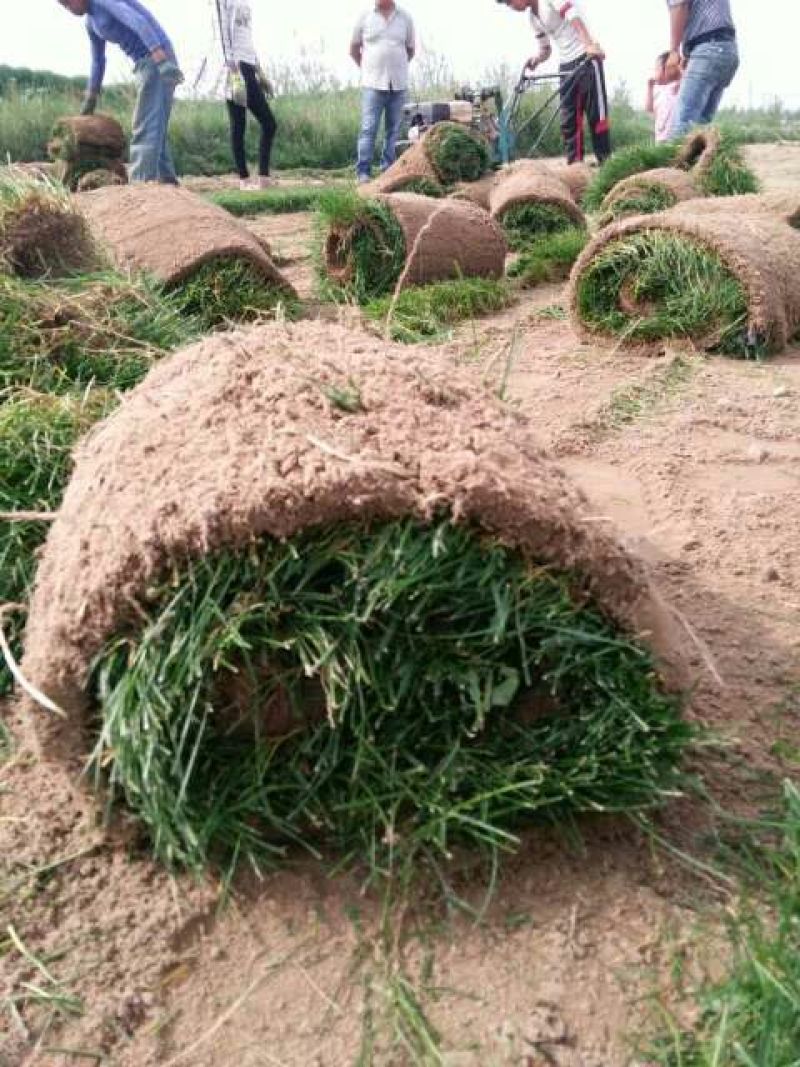 草坪草