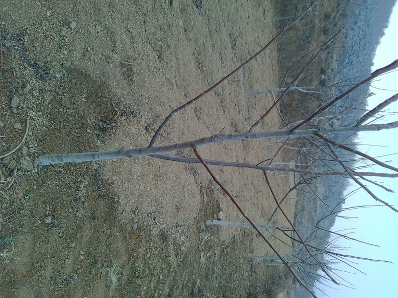 香玲核桃苗100~150cm1~2年