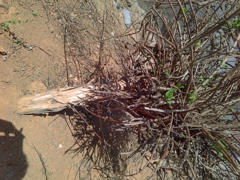 香玲核桃苗100~150cm1~2年