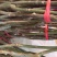 香玲核桃苗100~150cm1~2年